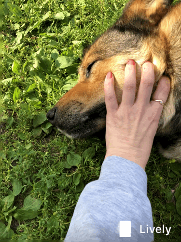 Как вы думаете, что делает мой пёс Лаки после такого почесуна? 🤫😴🐕 История умалчивает)))