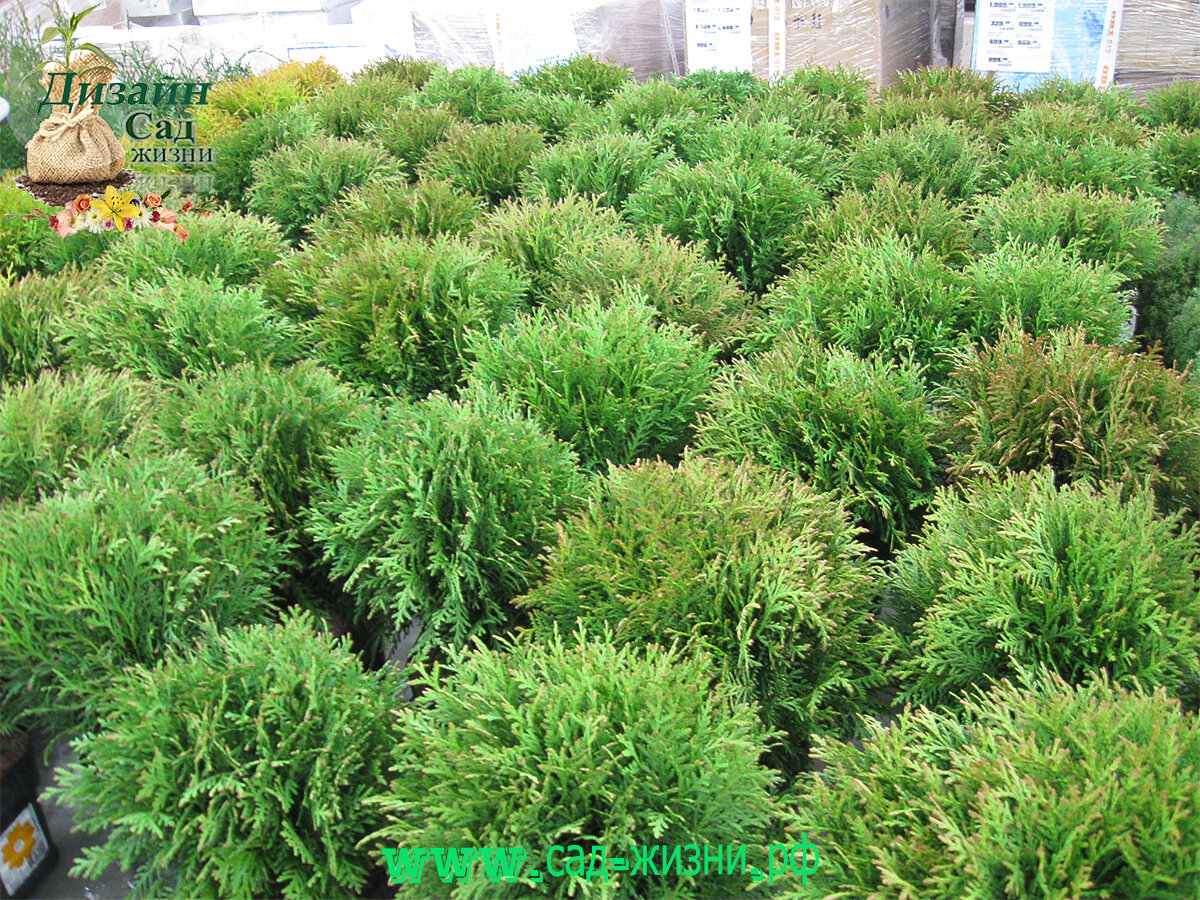 Не стоит покупать хвойные растения в ОБИ