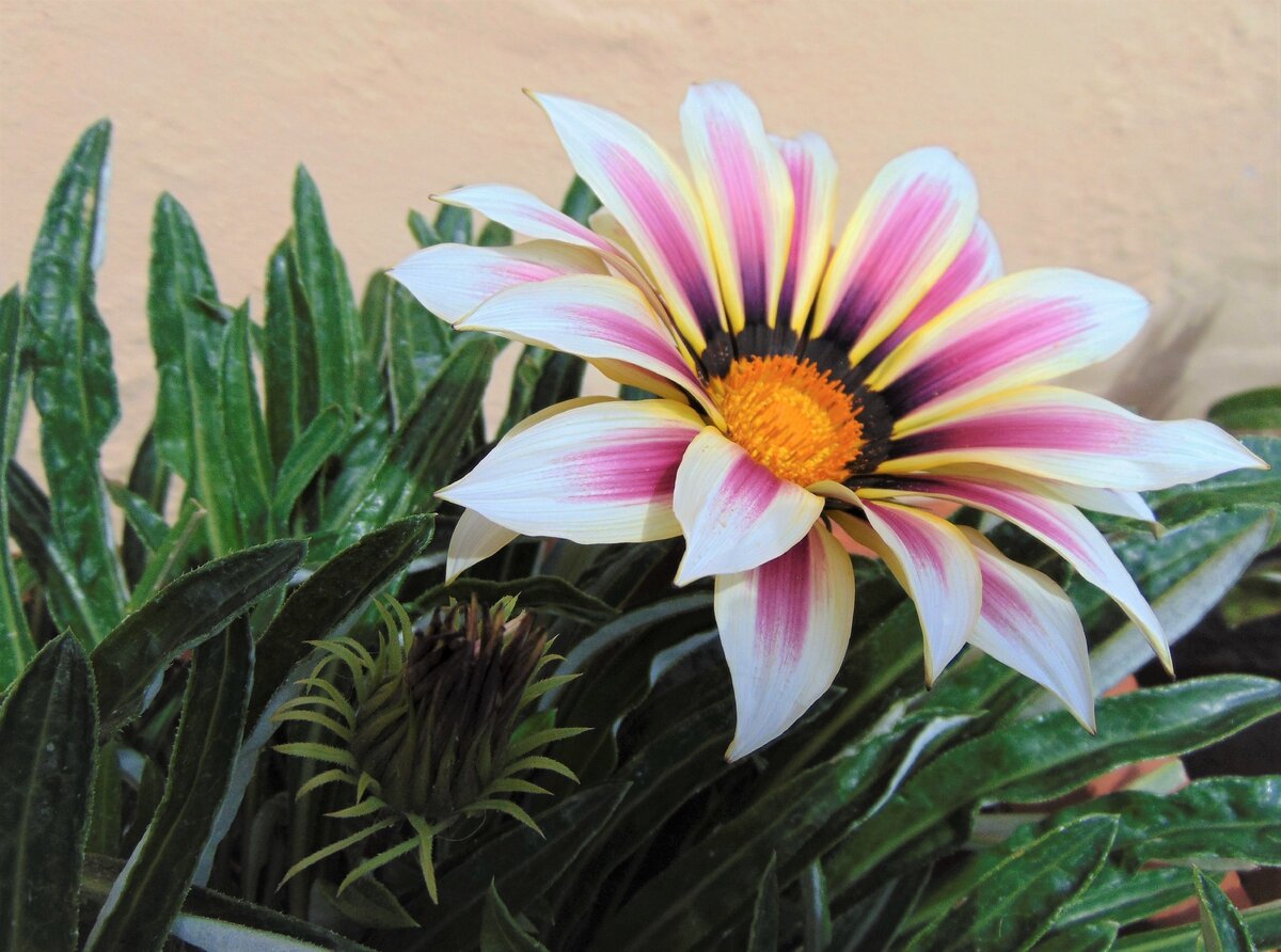 Gazania​​​​​​​ (Газания), фото автора.