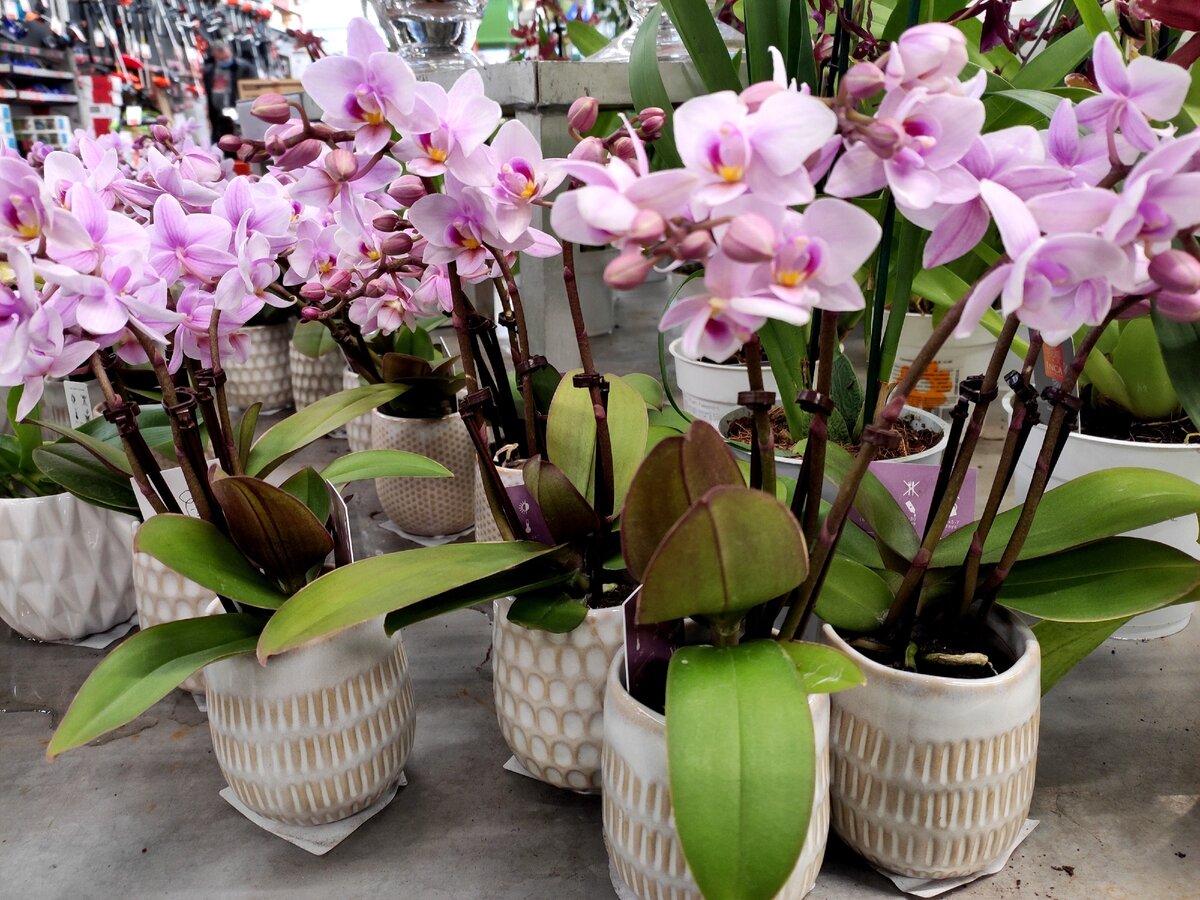 Купить орхидею в ставрополе. Фаленопсис Дарвин. Откуда привозят орхидеи в Россию. Покупка орхидеи Сан тропез и уход видео. Видео покупка орхидеи aundrey.