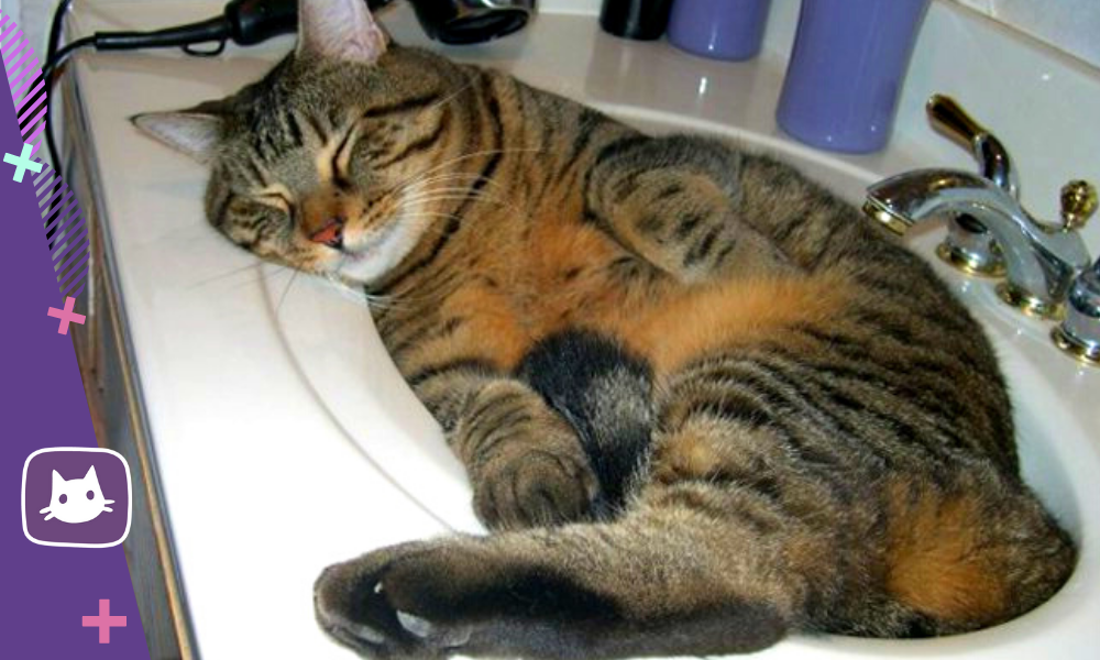 Кот в ванной нормально. Кот спит в раковине. Кот спит в ванной. Коты дрыхнут в ванной. Толстый кот в ванной.