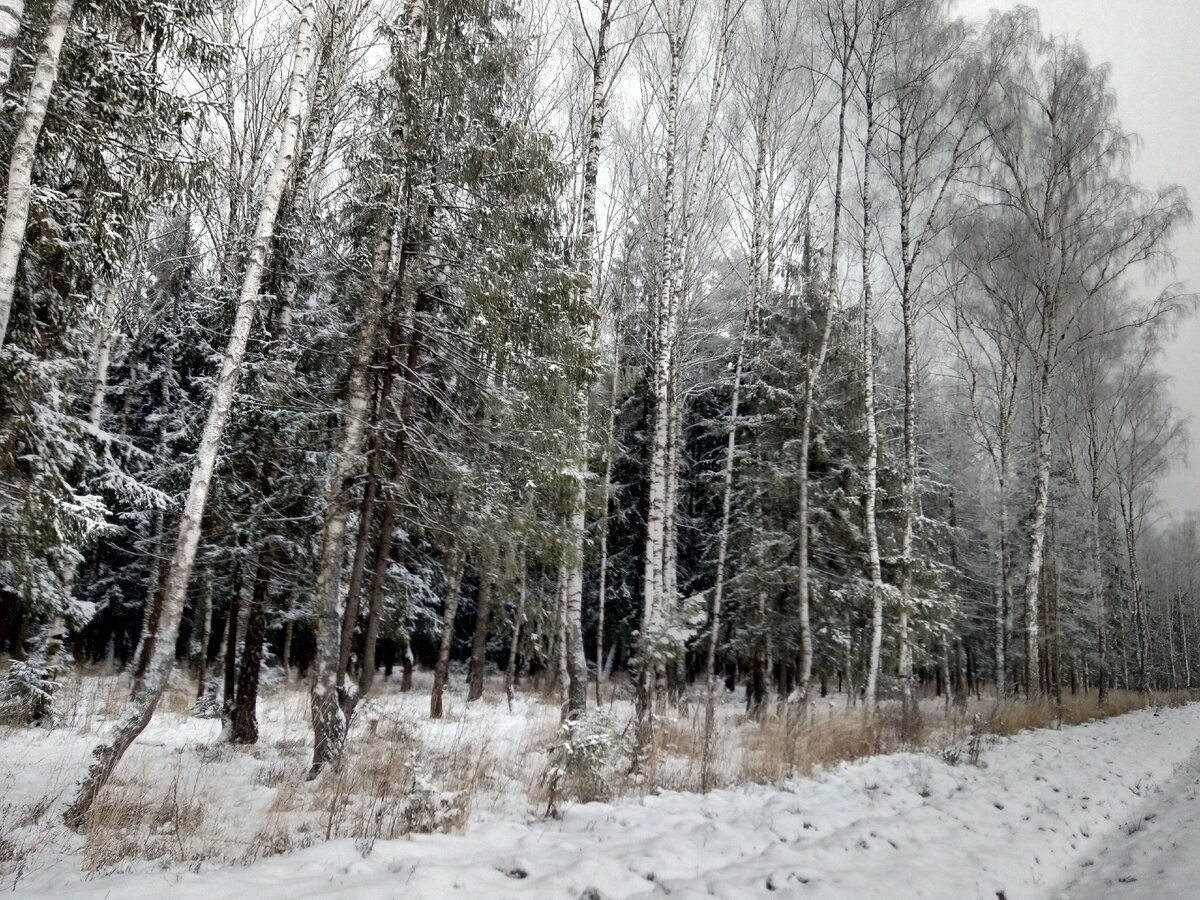 Фото автора. Лес после снегопада...