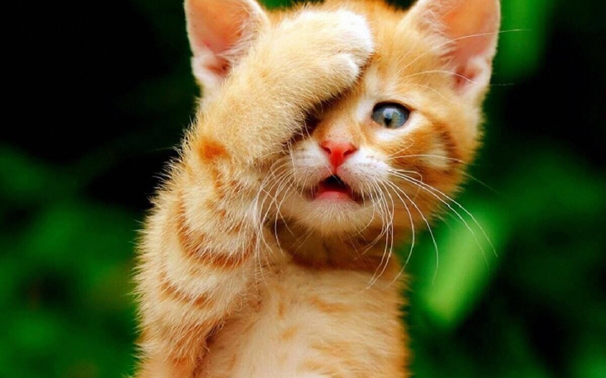 Картинка из сети интернет для иллюстрации