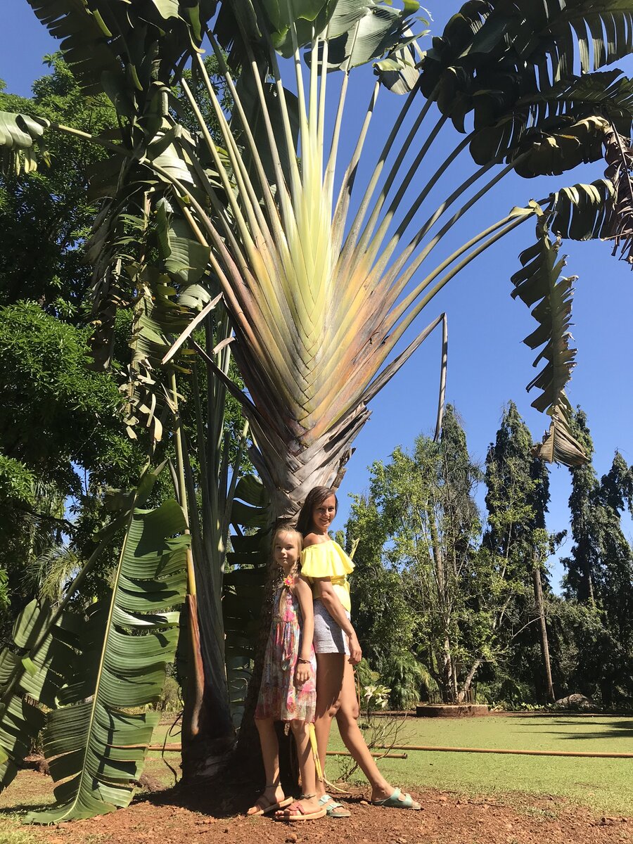 Балийская пальма в парке Бондла.