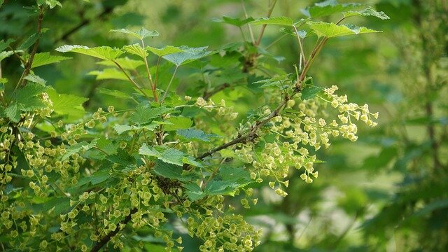 Полив смородины кипятком