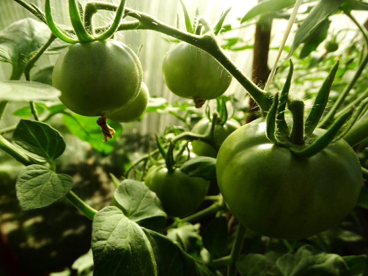 Хорошая рассада залог большого урожая