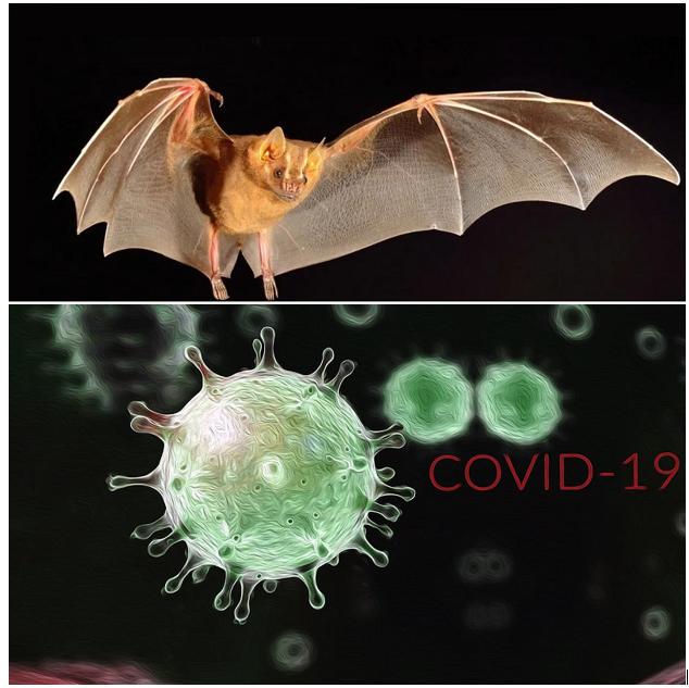 Так вирус появился на планете Земля. Фото из секретных источников общего пользования.