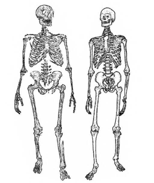 Справа скелет современного человека, слева неандертальца