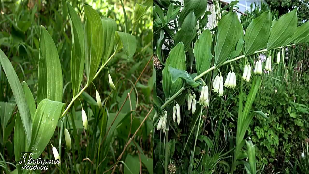 Polygonatum Roseum