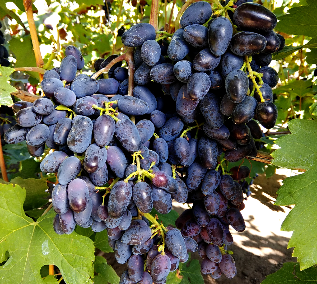 Grape - Photo taken at vineyard Szekszard Hungary Grapes, Wine cheese, Wine