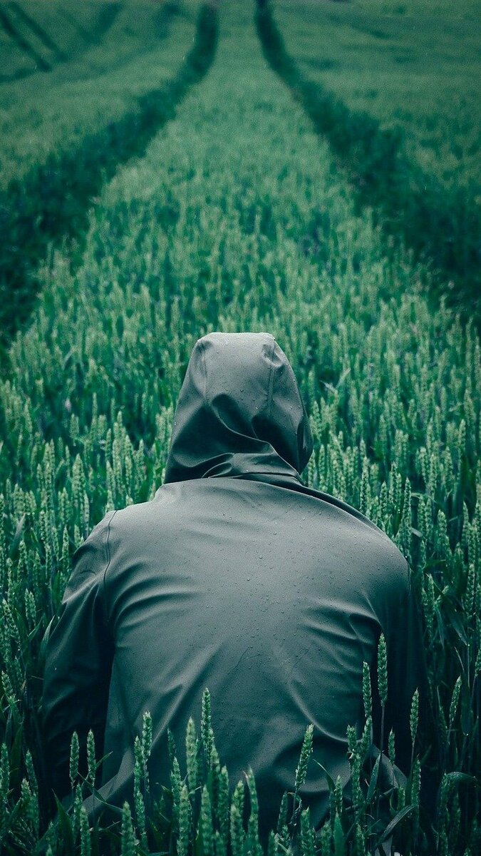 Яндекс картинки