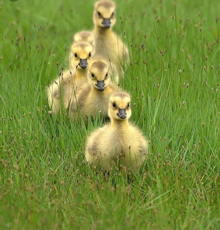 Взято с yandex картинки. 
