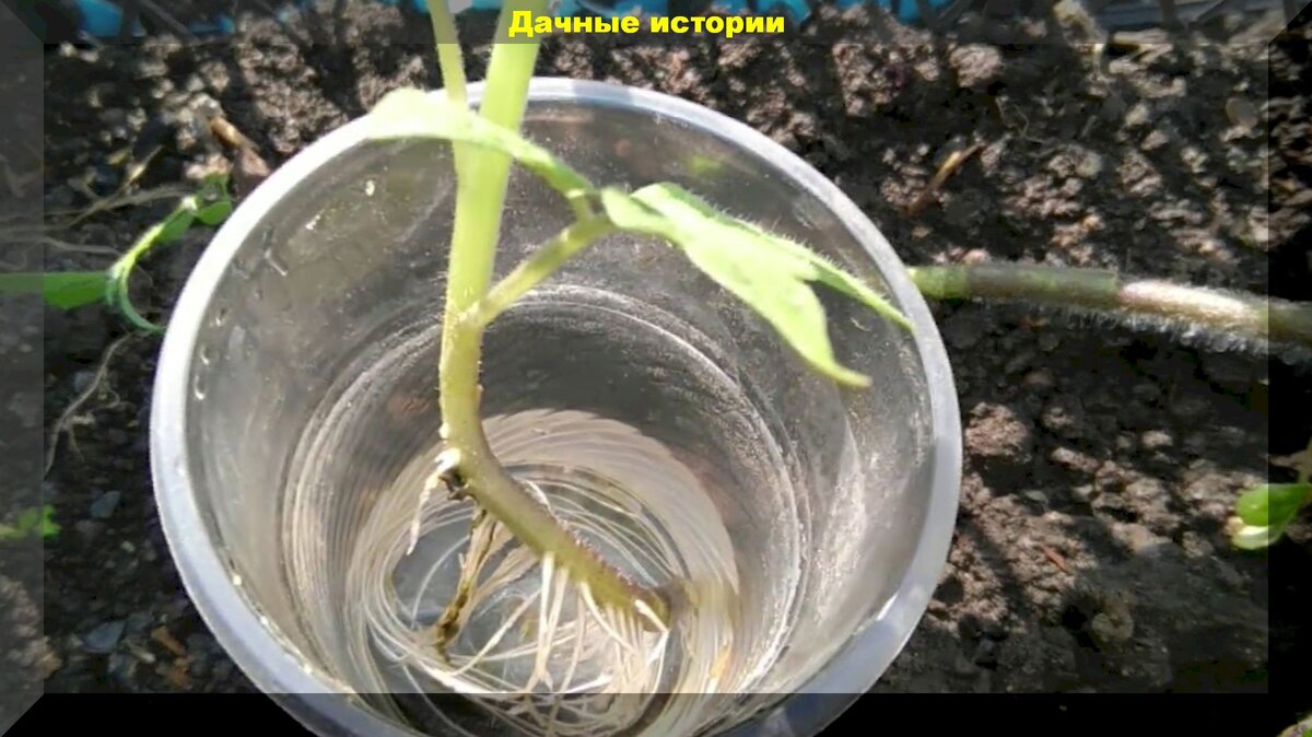 Как получить рассаду томатов из черенков: вегетативный способ