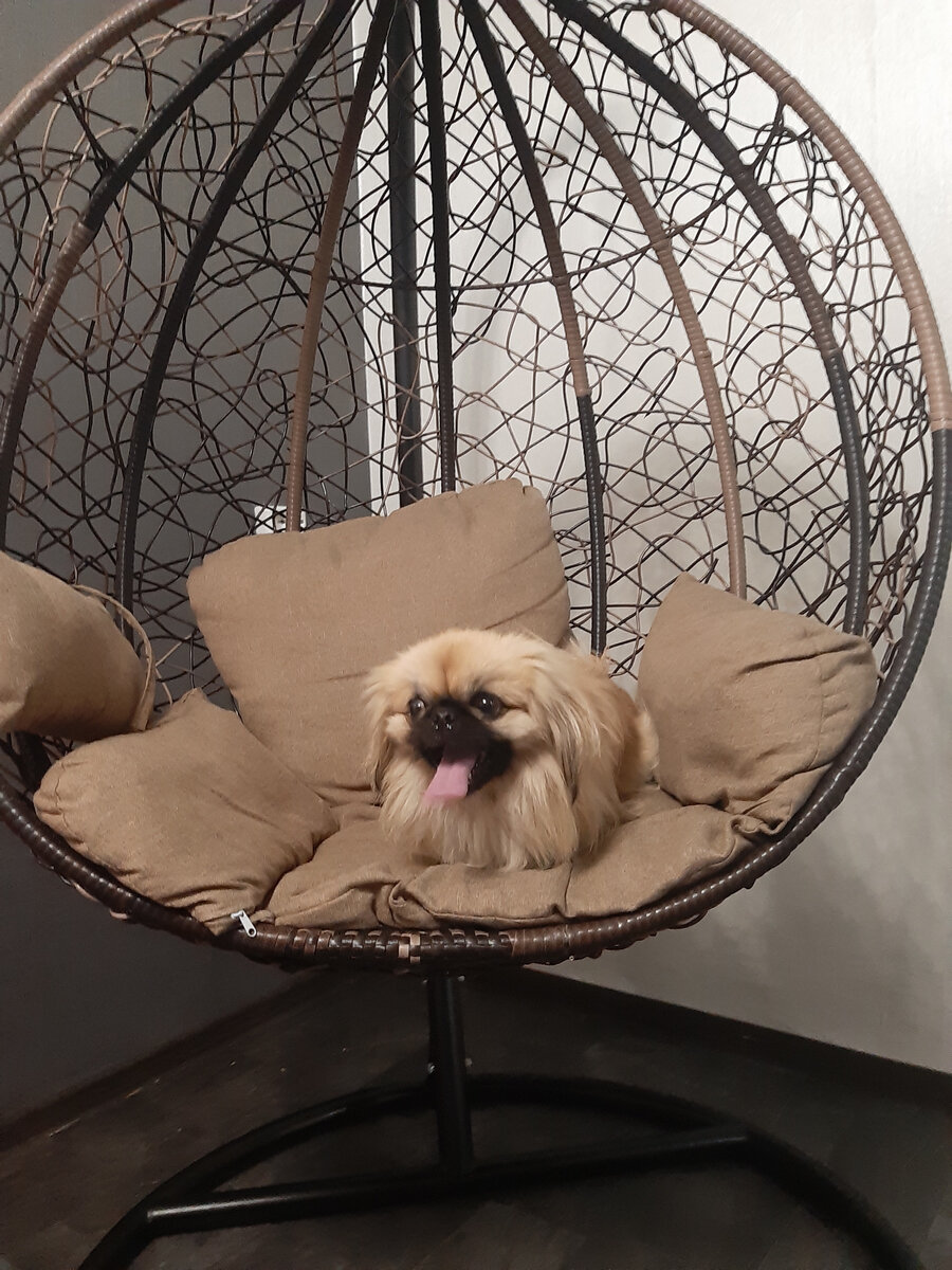 Это другой пекинес, современный, но очень похож. 