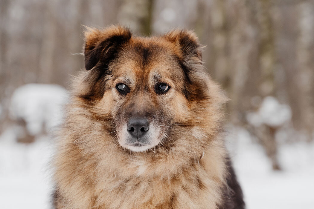 Фото Николая Каширина http://www.nikolaykashirin.com/