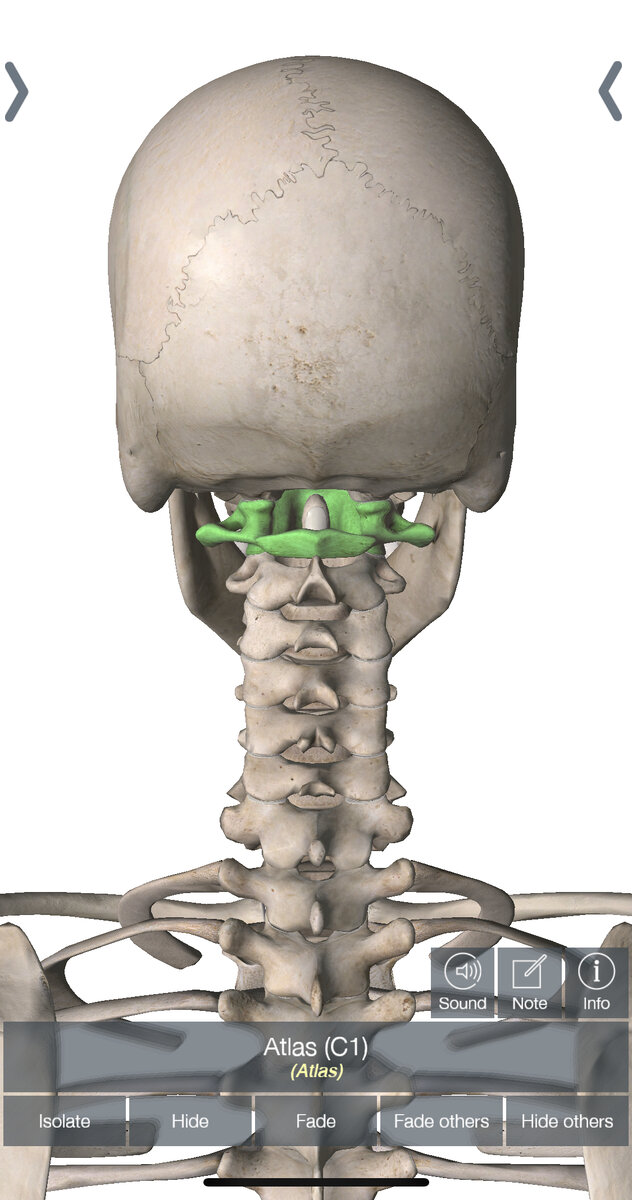 Позвонок Атлант