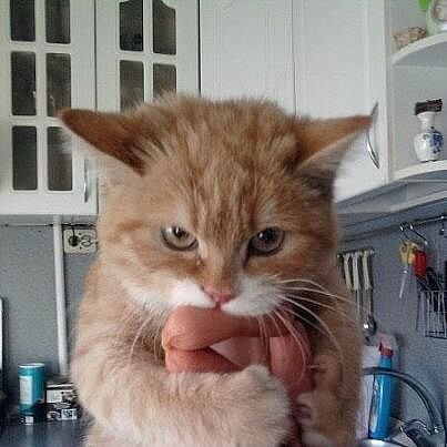 Фото из свободного доступа