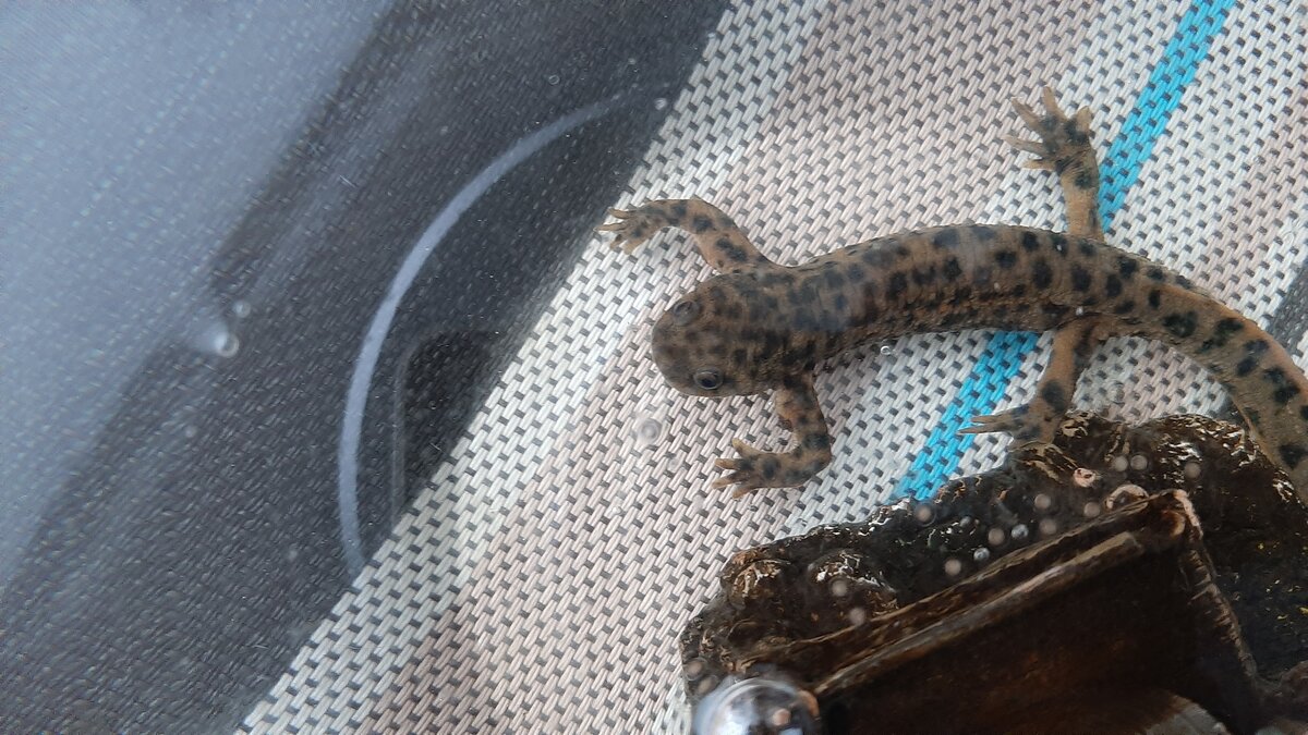 Видите икринки на домике?