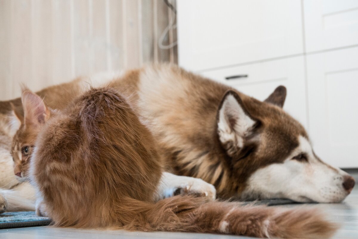 Рыжих много не бывает