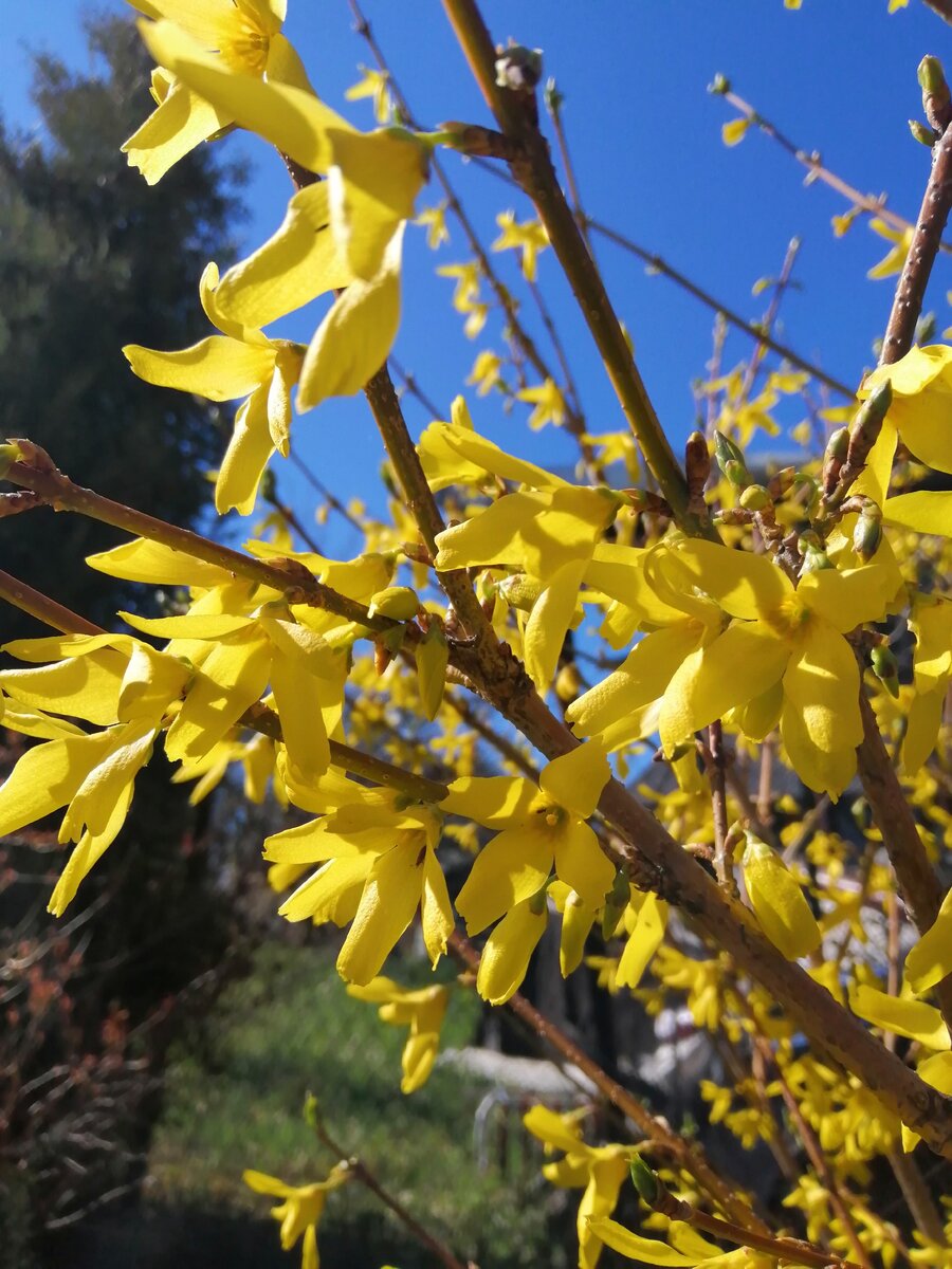 Форзиция заняла место где раньше росли высокорослые сорта цинии