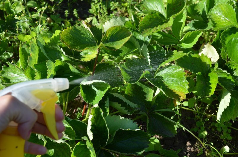 Опрыскиваю куст клубники.