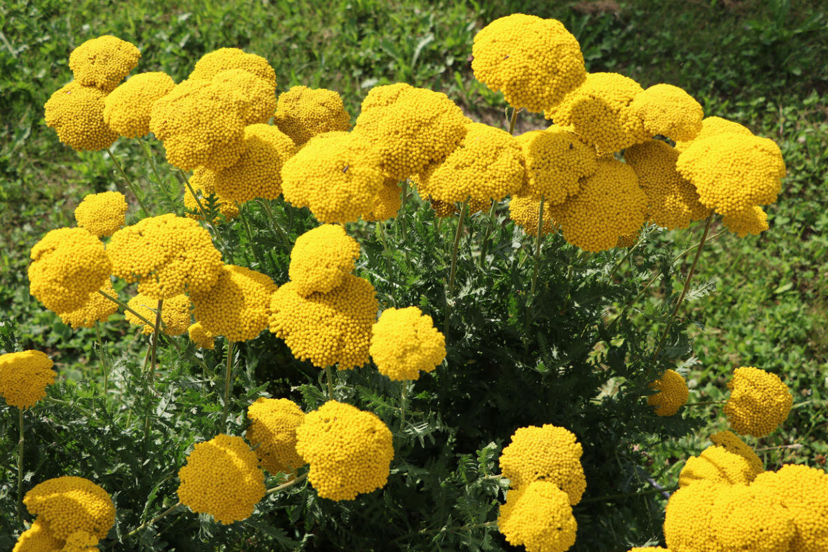 Тысячелистник таволговый (Achillea filipendulina)