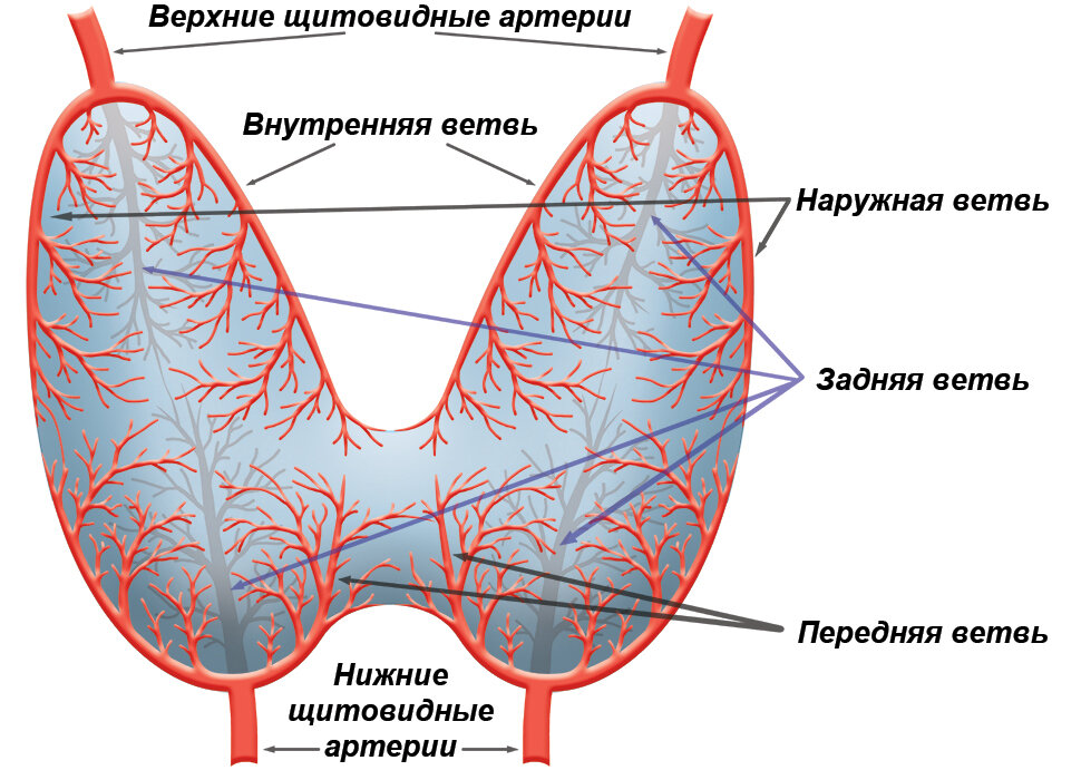 Артерии щитовидной железы. Щитовидная железа схема. Кровоснабжение щитовидной железы. Васкуляризация щитовидной железы. Воскуляризация щитовиднойжелезы.