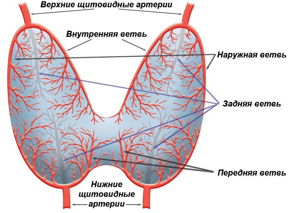 Лечение левотироксином. Почему скачет ТТГ?