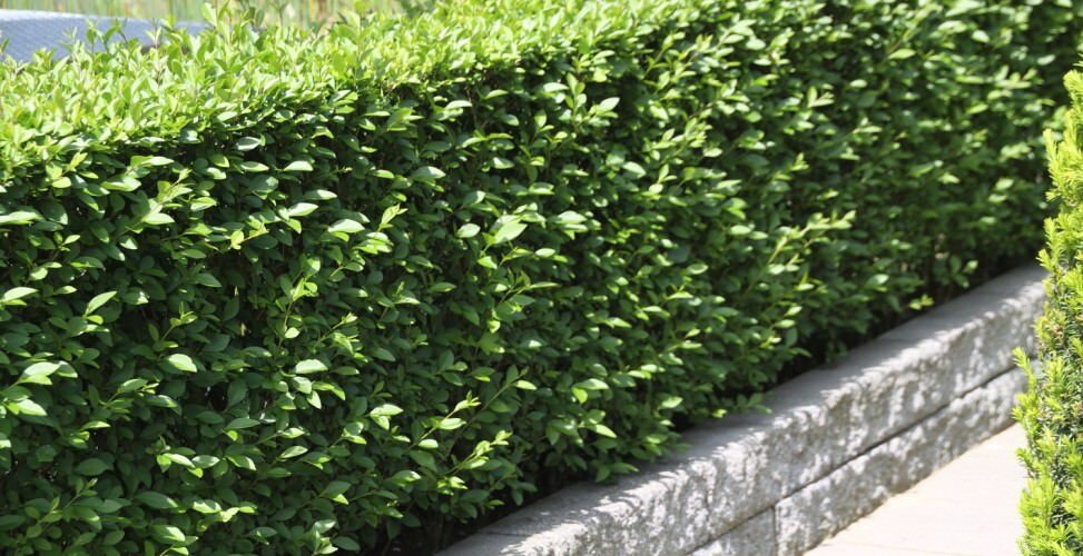 Бирючина обыкновенная.