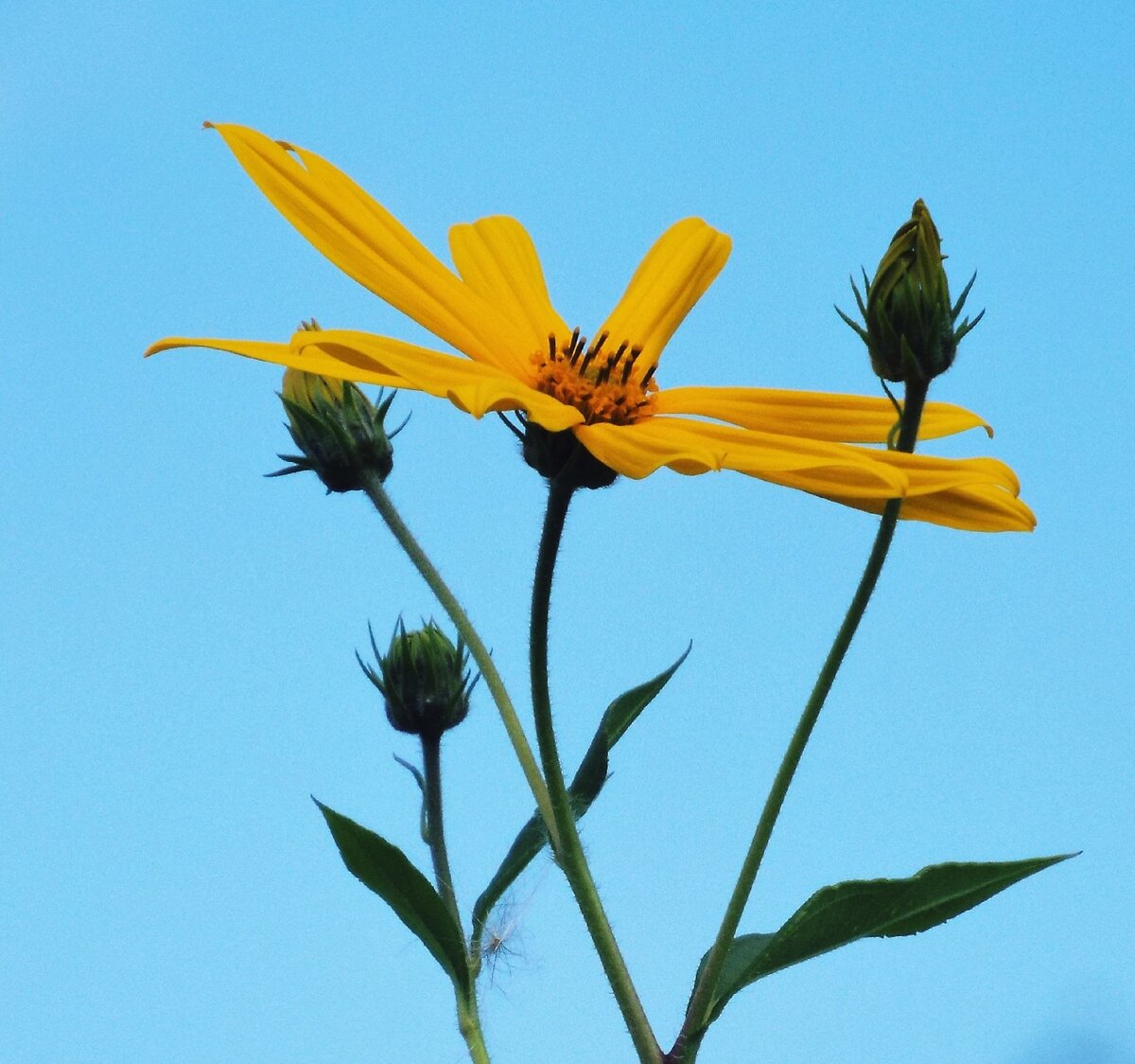 Helianthus argophyllus