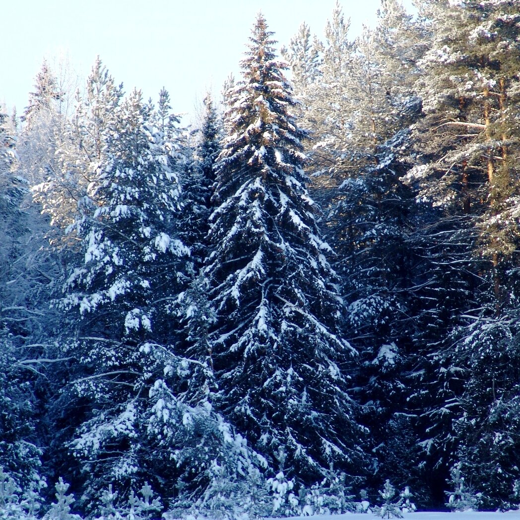 лес как лес (фото автора)