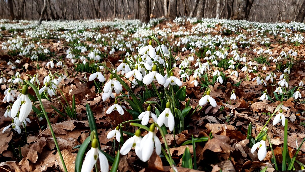 Окрестности Топловского монастыря