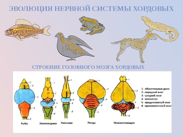 Эволюция нервной системы у хордовых животных