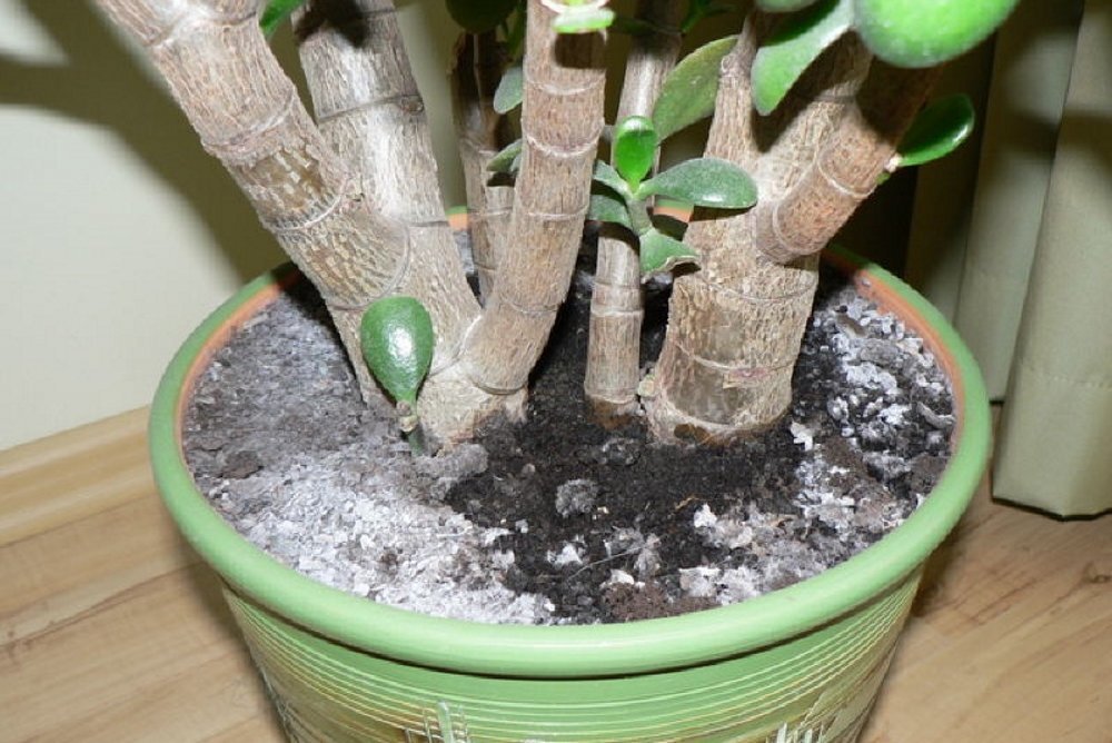 Так выглядит этот белый налет (фото взято с сайта vot-ogorod.ru)