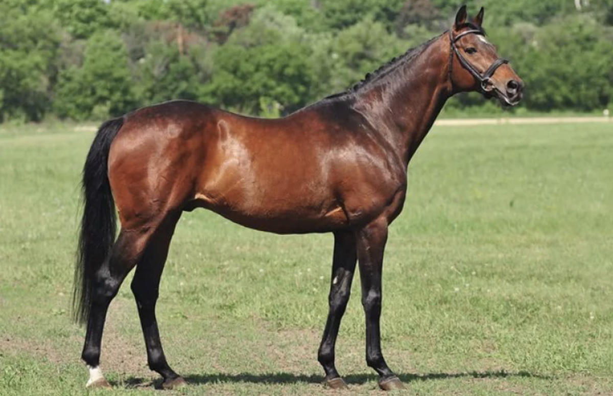 Bark horse. Английская чистокровная верховая лошадь. Чистокровная английская Скаковая. Английская Скаковая порода лошадей. Чистокровная верховая порода лошадей.