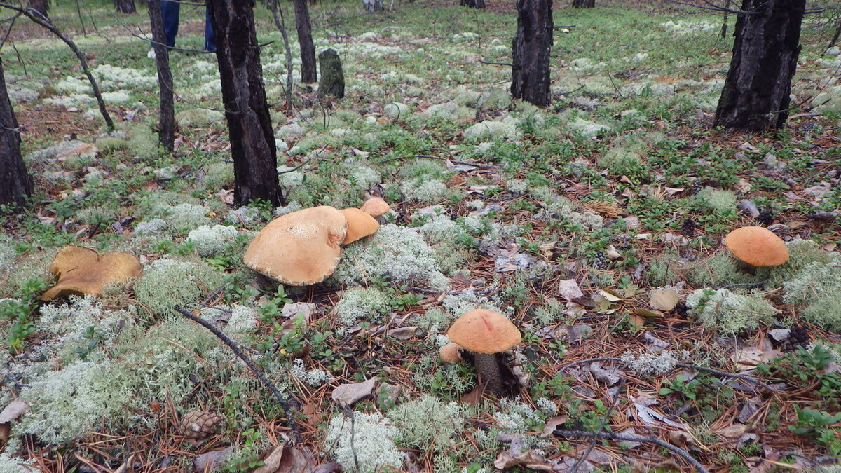 В каких местах растут грибы