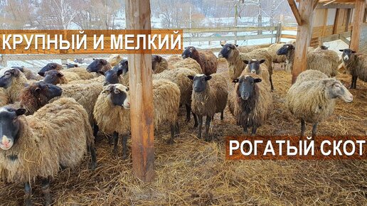 СОДЕРЖАНИЕ КРУПНОГО И МЕЛКОГО РОГАТОГО СКОТА. Ферма Лукино