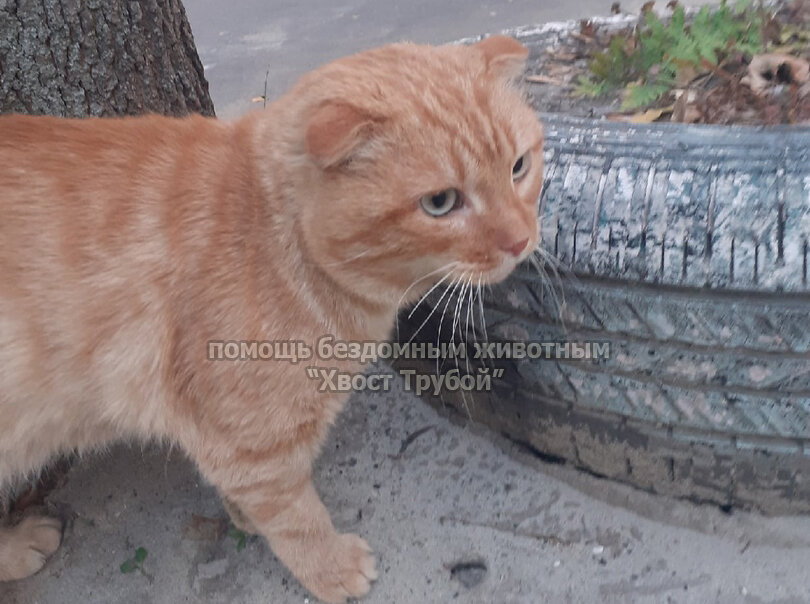 У котика было все для счастливой домашней жизни - и рыжий окрас, и ушки ...