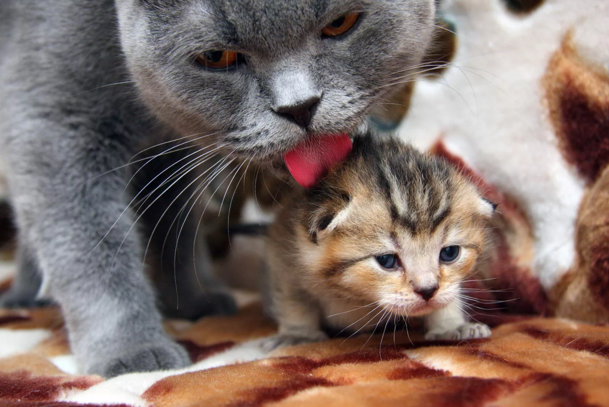 🐱В каком возрасте можно забрать котенка от мамы-кошки | Нос, хвост, лапы |  Дзен