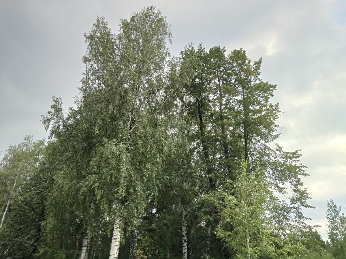 Тот самый высокий лес
