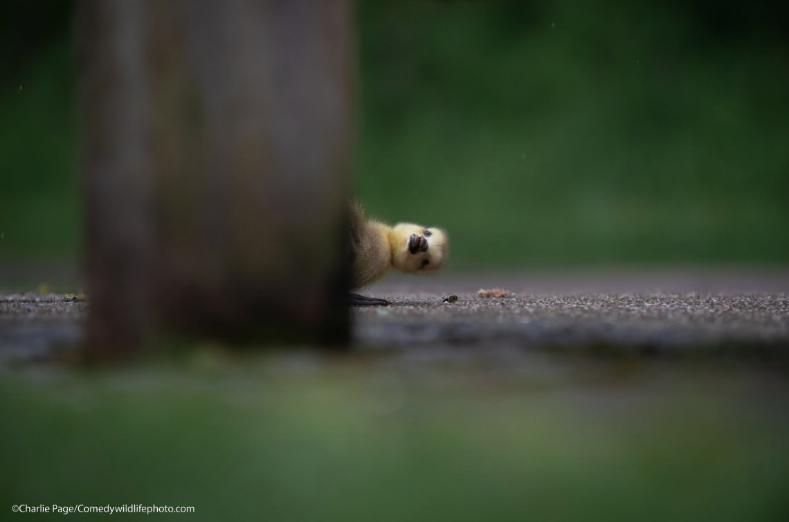 Фото https://www.comedywildlifephoto.com