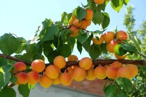 Абрикос (25 фото): описание дерева, плод абрикоса, ягода или фрукт, среда обитания, корневая система
