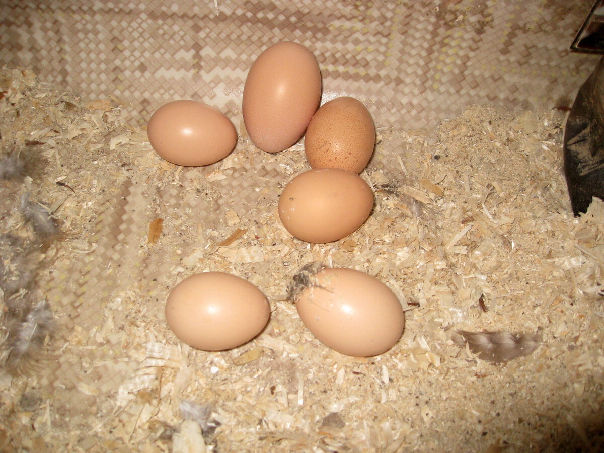 А это 6 яиц от 10 молодок. И перьев почти нет