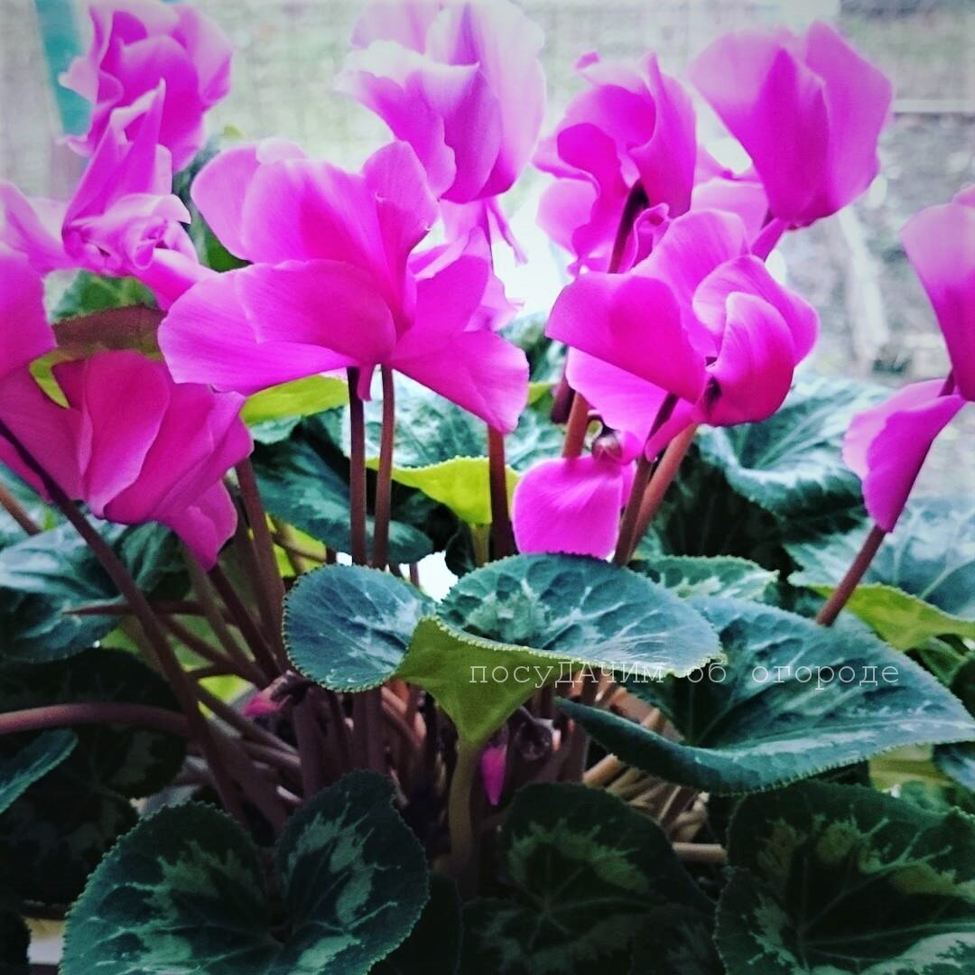 Цикламен,  как и азалия, требователен к температуре 