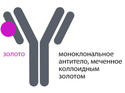 Любое антитело к чему угодно это Y-образная молекула с двумя длинными цепочками и двумя короткими
