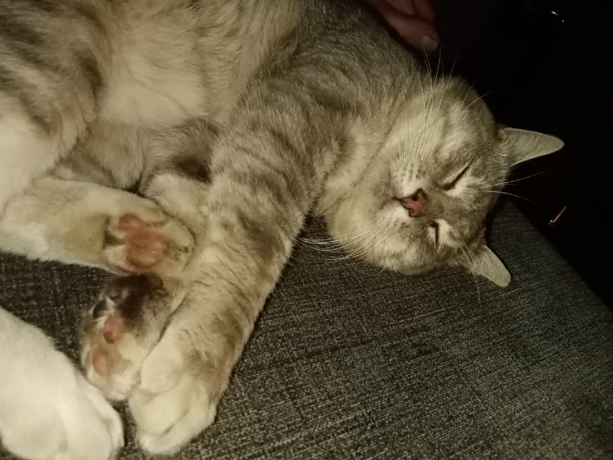 вот именно так мечтала дрыхнуть))