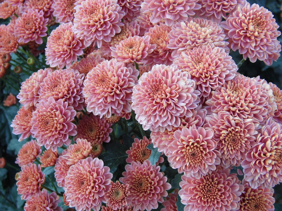 Хризантема "Elison Salmon"