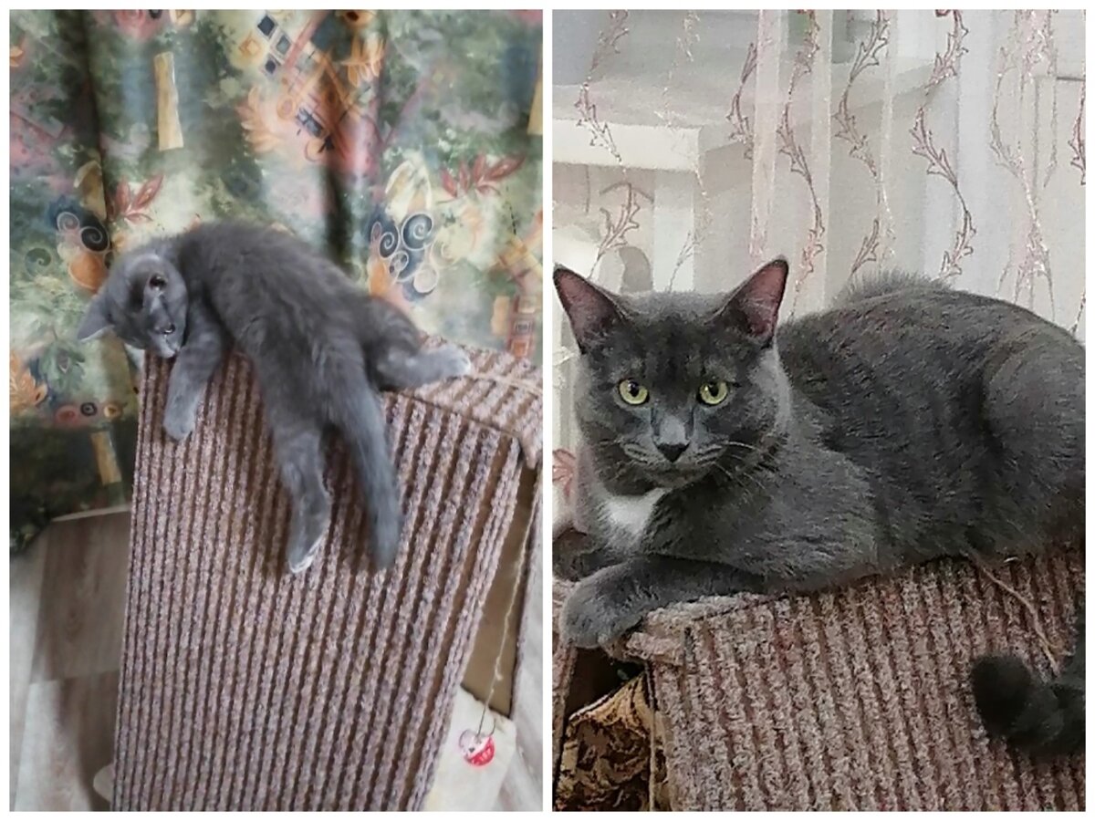 Любимый вредитель Василиск и борец с любой зеленью в доме...