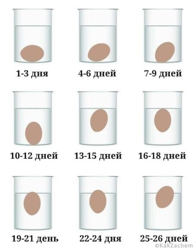 Свежесть яиц. Как проверить яйца на свежесть. Степень свежести яиц.