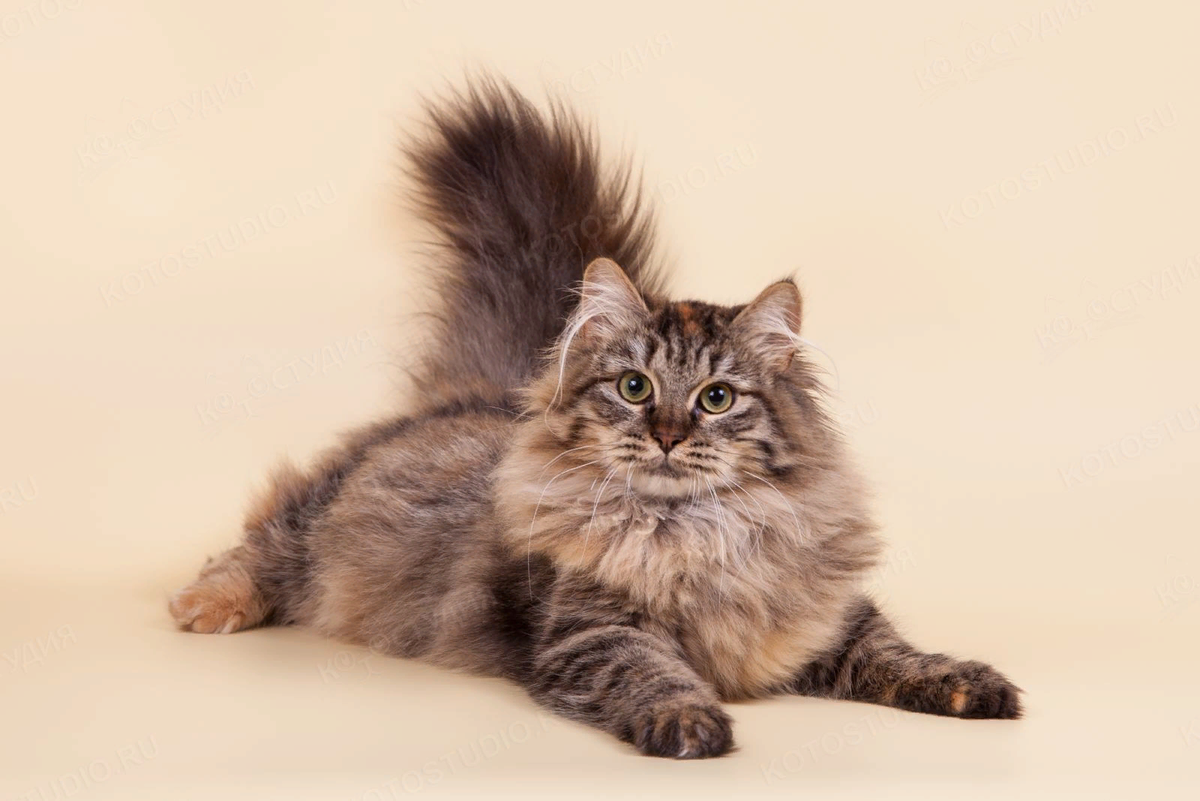 Pin by Teresa Rotella on CATS Gorgeous cats, Beautiful cats, Cute cats